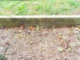 image of grave number 583099